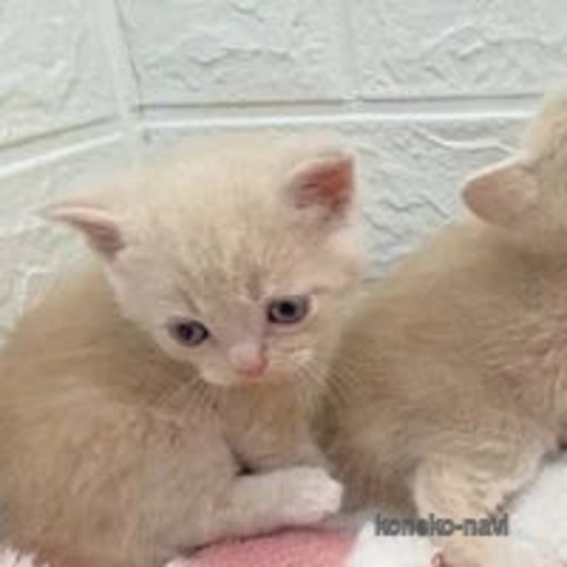 販売中の埼玉県のフォールデックス-121741の4枚目